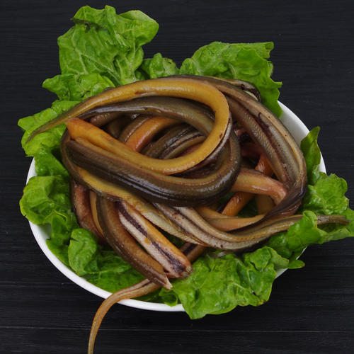 孟加拉黄鳝吃的人多吗,孟加拉黄鳝为什么便宜