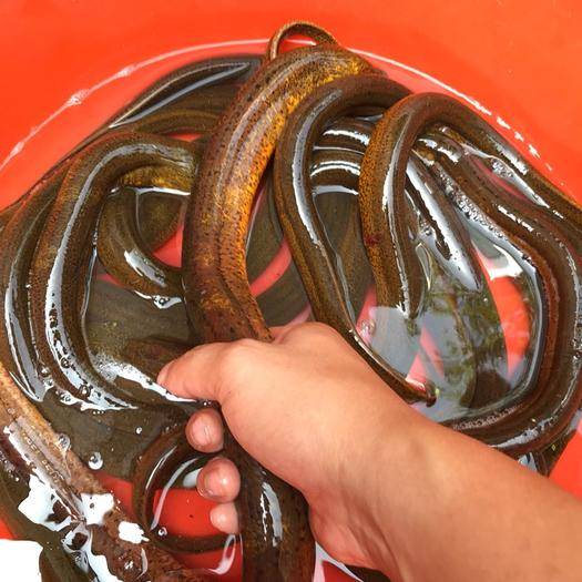 黄鳝是什么变成的,黄鳝5两到9两的价格