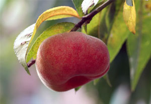 蟠桃图片,蟠桃开花图片,蟠桃的品种有哪些