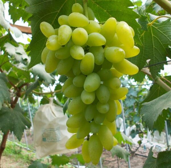 葡萄种类有哪些,葡萄的品种图片及名称大全