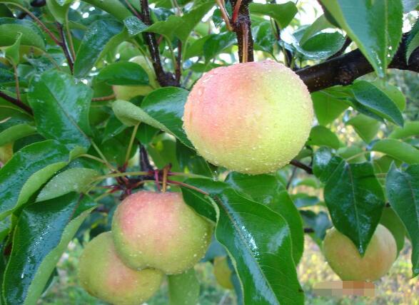 苹果图片,苹果开花图片,苹果什么时候吃最好