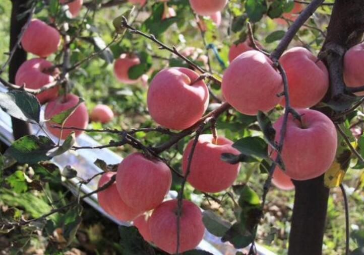 苹果图片,苹果开花图片,苹果什么时候吃最好