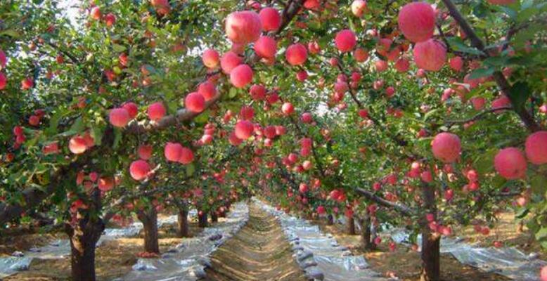 苹果图片,苹果开花图片,苹果什么时候吃最好