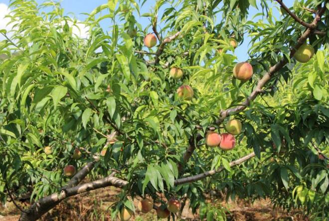 水蜜桃图片,水蜜桃树图片,水蜜桃干图片