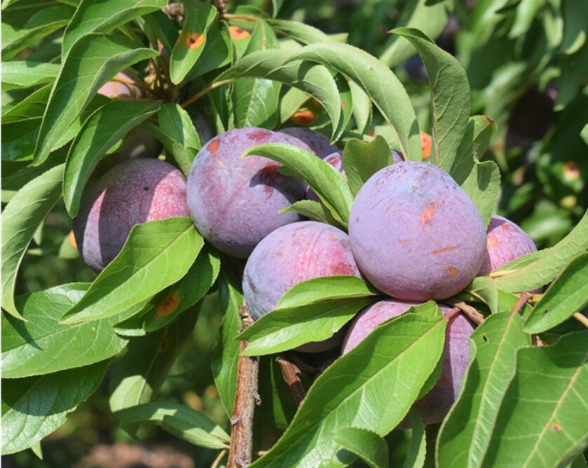 脆红黑布林李子图片,青色酸甜黑布林李子
