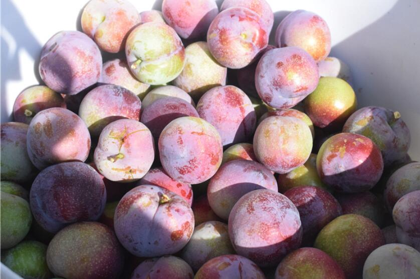 脆红黑布林李子图片,青色酸甜黑布林李子