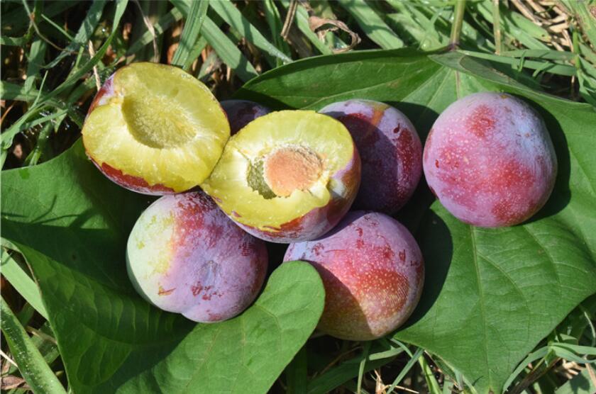 脆红黑布林李子图片,青色酸甜黑布林李子