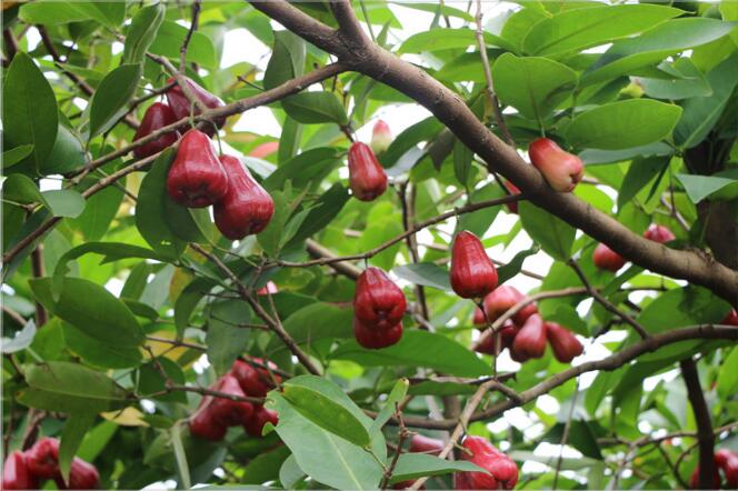 莲雾树是什么样,莲雾种植图片大全