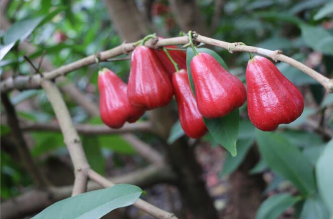 莲雾树是什么样,莲雾种植图片大全