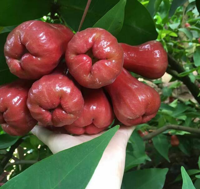 海南黑金刚莲雾图片,非常好吃的莲雾图片