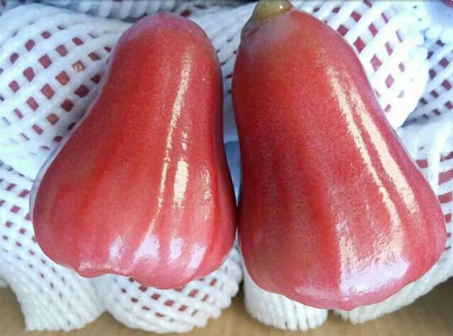 海南黑金刚莲雾图片,非常好吃的莲雾图片