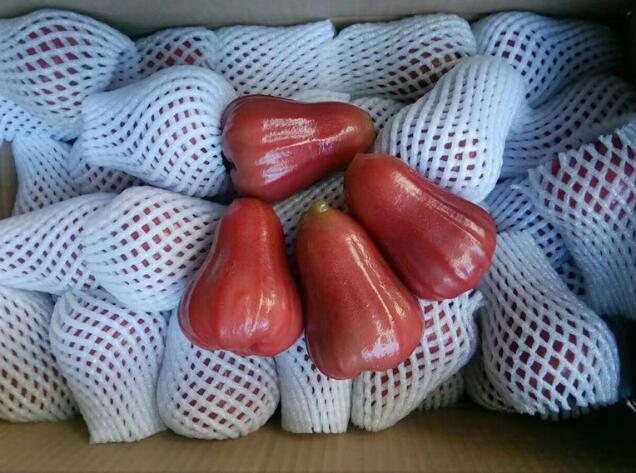 海南黑金刚莲雾图片,非常好吃的莲雾图片