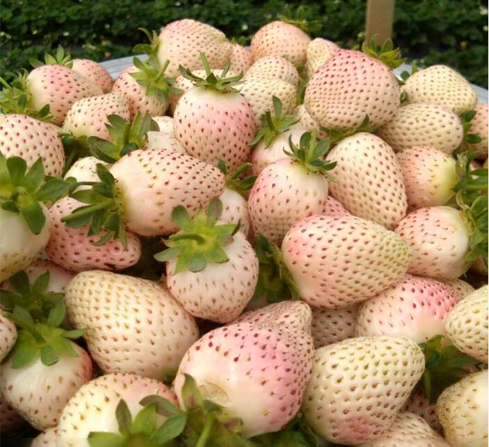 日本菠萝莓图片大全,奶油白草莓图片