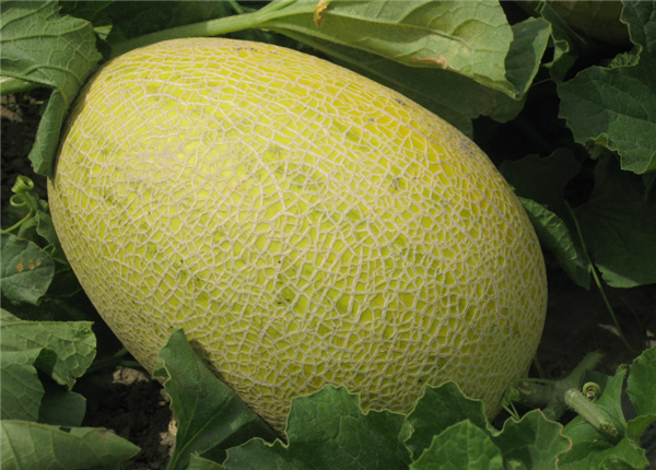 哈密瓜图片,哈密瓜种子,哈密瓜长在哪