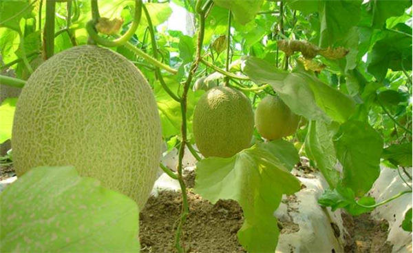 哈密瓜图片,哈密瓜种子,哈密瓜长在哪