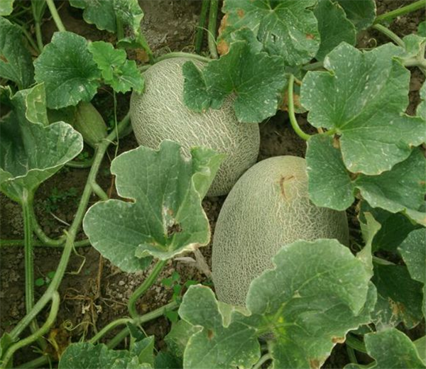 哈密瓜图片,哈密瓜种子,哈密瓜长在哪