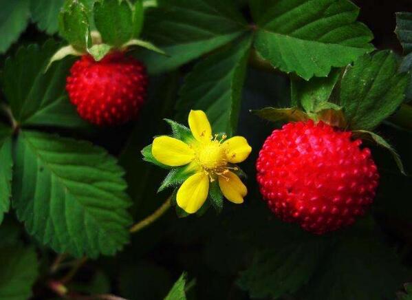 野生蛇果可以吃吗,野生蛇果有轻微