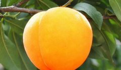 黄桃与桃子有什么区别,外观和成熟时间不同