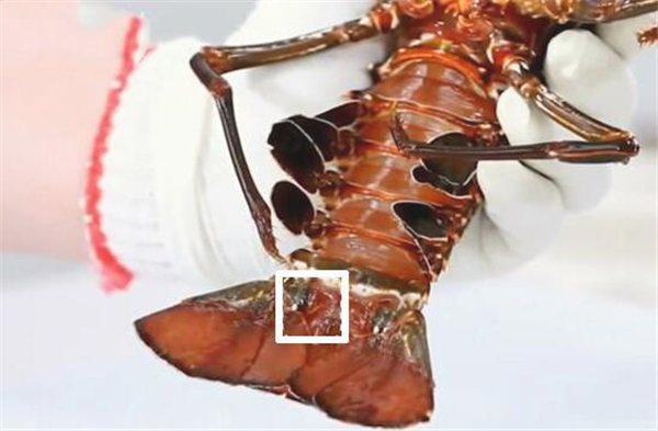 波士顿龙虾怎么杀图解,先放尿或用水煮10秒再杀