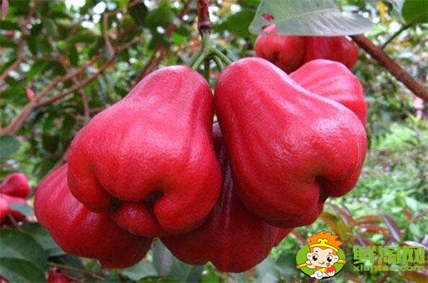 莲雾产地在哪里,莲雾产地有哪些地方