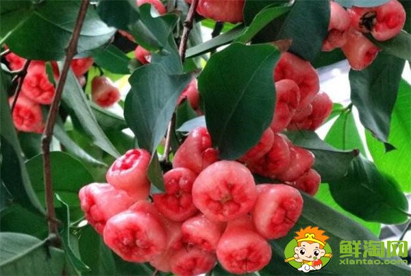 莲雾产地在哪里,莲雾产地有哪些地方