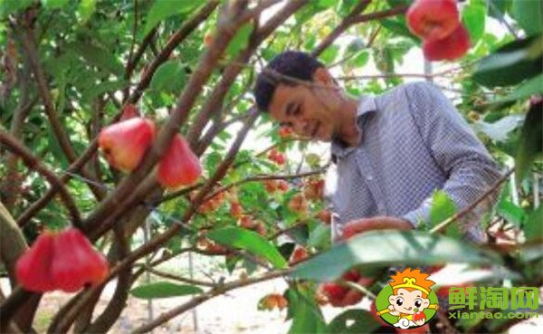 莲雾种植多久结果,莲雾种植条件管理技术(温度、密度)