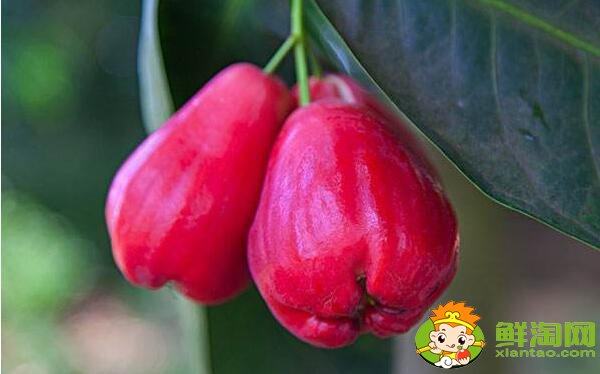 水果莲雾的营养价值高吗(莲雾的营养价值是啥),莲雾的营养价值及功效