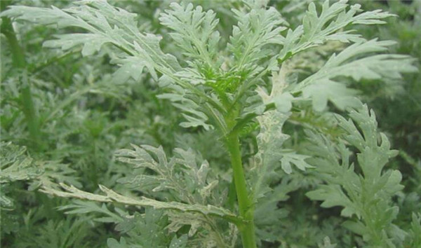 最佳茼蒿的种植时间,茼蒿种植最好选在春秋两季