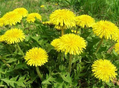 蒲公英泡水喝的功效及其用量,蒲公英泡水喝的禁忌