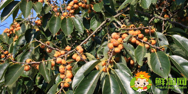 果子很小的柿子是什么品种,最小的柿子叫什么