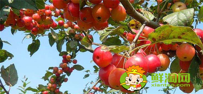 北美海棠果实可以食用吗,北美海棠的果实有多大