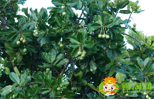 绚丽海棠果实什么颜色,绚丽海棠之果实图片