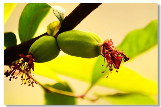 贴梗海棠果实可以吃吗,贴梗海棠果