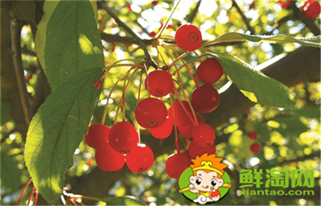 垂丝海棠果实什么时候成熟,垂丝海棠果实功效