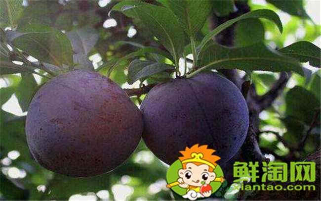 黑布林和红布林有什么区别,黑布林和红布林哪个好吃