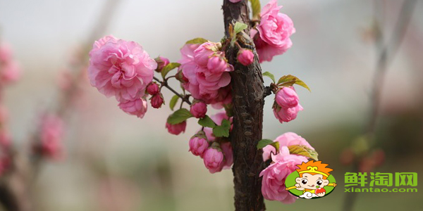 绚丽海棠果实能吃吗,海棠树的果实怎么不一样