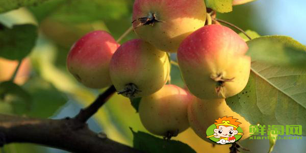 绚丽海棠果实能吃吗,海棠树的果实怎么不一样