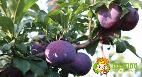 黑布林硬的能吃吗,吃了硬的黑布林咋办