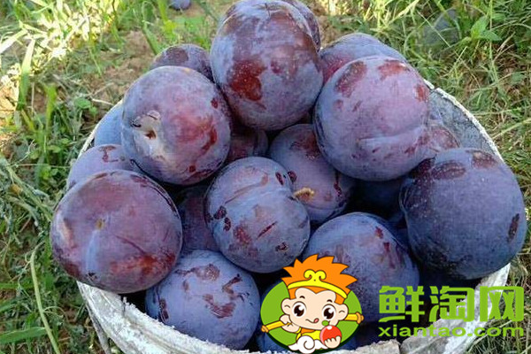 黑布林和黑布李一样吗,黑布李和黑布林的区别