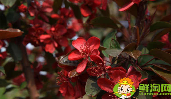 什么品种的北美海棠好看,北美海棠品种介绍图片