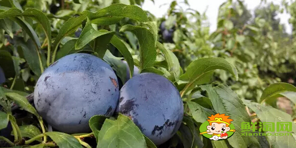 陕西黑布林是什么水果,黑布林和玫瑰李哪个好吃