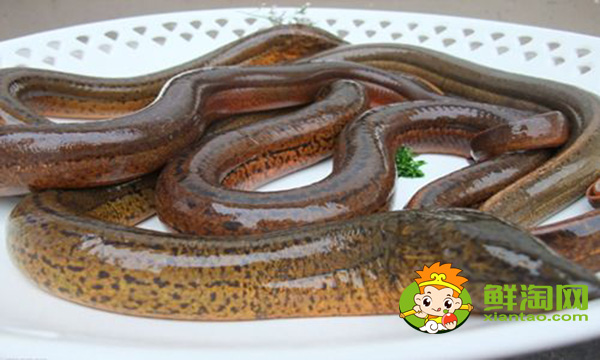 黄鳝好吃吗,大黄鳝和小黄鳝营养价值是一样的吗