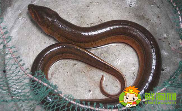 缅甸黄鳝是什么品种,缅甸黄鳝为什么那么大