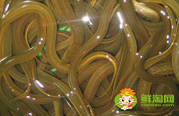 孟加拉黄鳝好吃吗,孟加拉黄鳝和中国黄鳝的区别