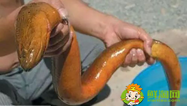 缅甸黄鳝为什么便宜,缅甸黄鳝和大陆黄鳝区别