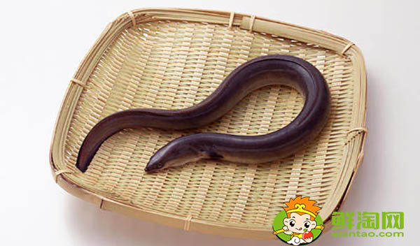 缅甸黄鳝为什么便宜,缅甸黄鳝和大陆黄鳝区别