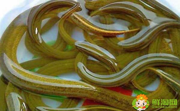 黄鳝是什么变成的,黄鳝5两到9两的价格