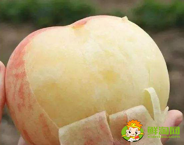 3斤大的桃子是什么品种,中国四大名桃产地