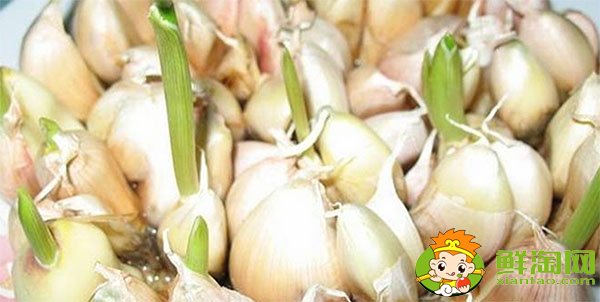 大蒜发芽能吃吗,大蒜种植时间和方法