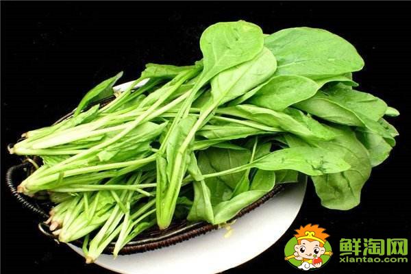 菠菜吃叶子还是茎,菠菜的营养都在根上吗